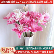 鲜花重瓣香水百合红丝带女神粉黛昆明斗南基地直发家用水培插花束