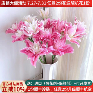 鲜花重瓣香水百合红丝带女神粉黛昆明斗南基地直发家用水培插花束
