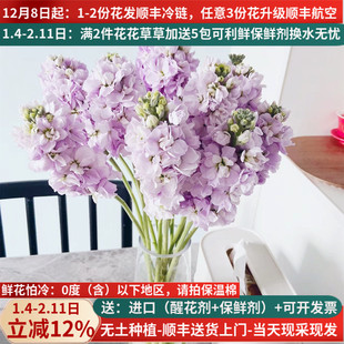 鲜花重瓣紫罗兰切花云南基地直发斗南市场家用水养插花束白粉顺丰