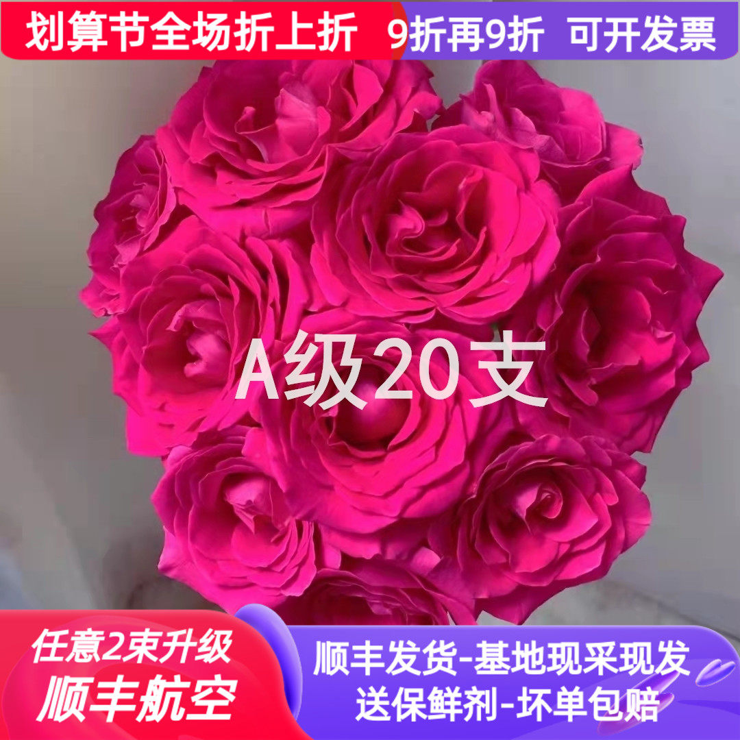 A级玫瑰佛洛依德云南鲜切花昆明基地斗南鲜花直发玫红色弗洛伊德怎么看?