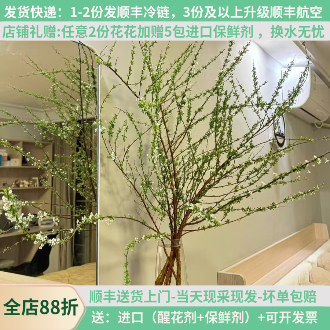 雪柳鲜枝带花苞顺丰发货