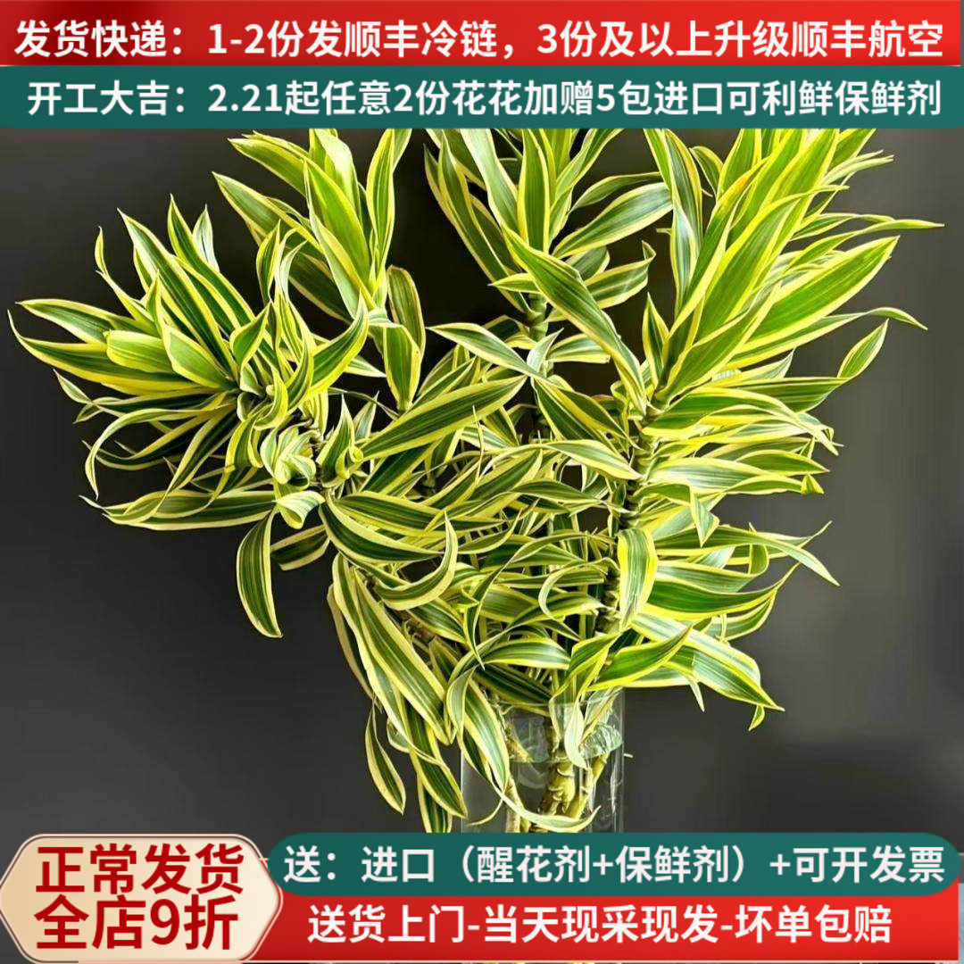 言选日本金边百合竹高端花材