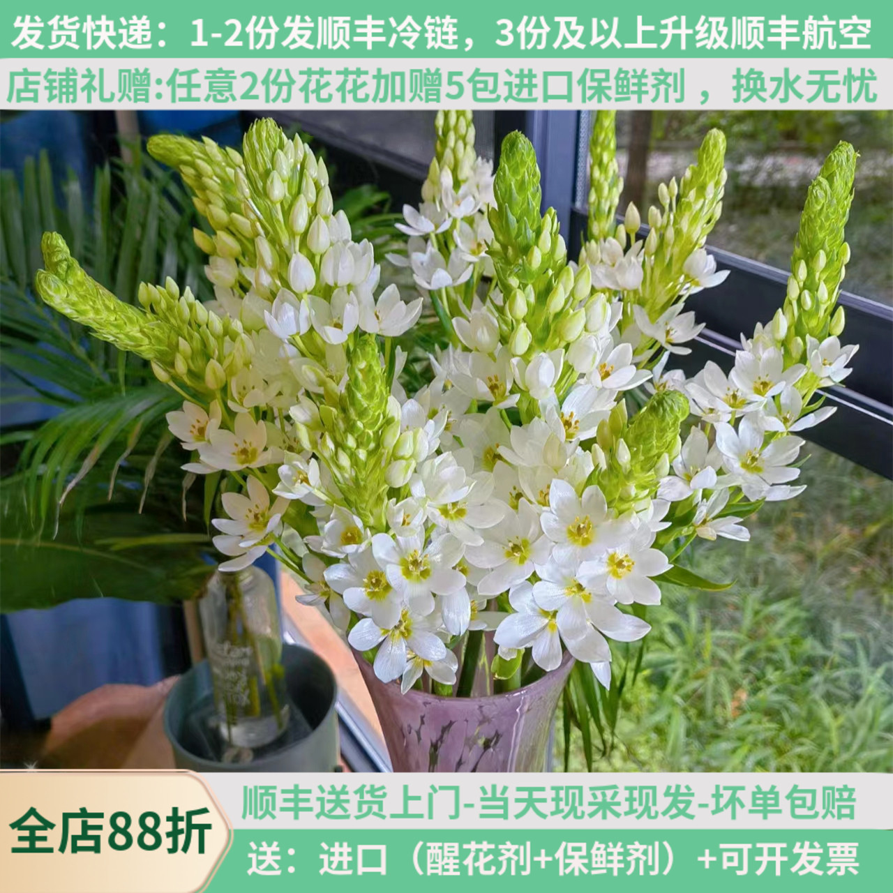 云南圣心百合天鹅绒好看白绿清新