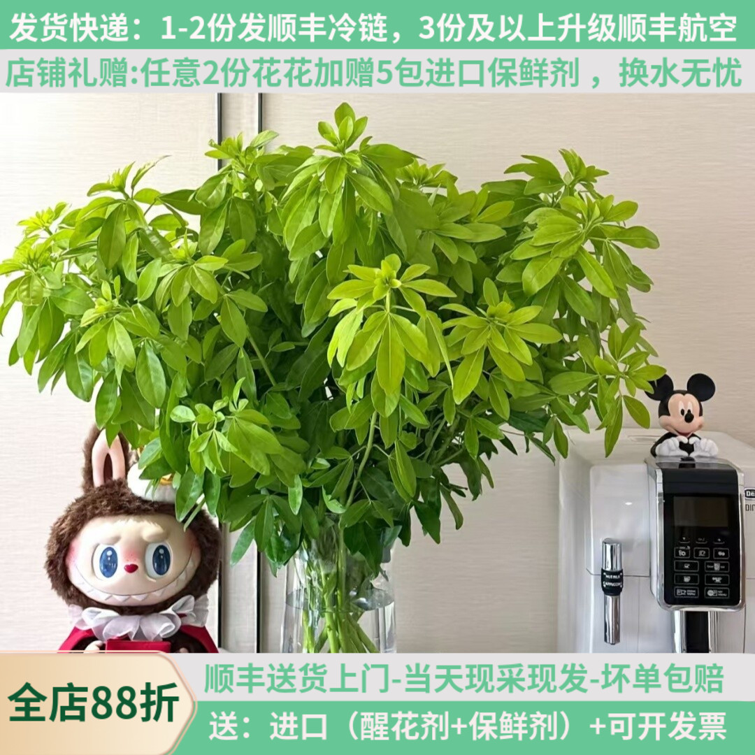 进口墨西哥橘叶有香味花期长