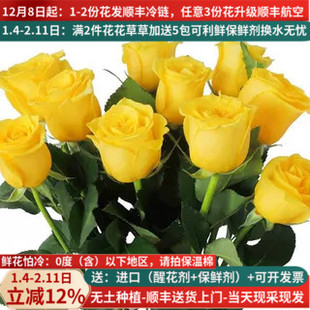金枝玉叶玫瑰花鲜花直批花束云南昆明基地直发斗南黄花卉玫瑰插花