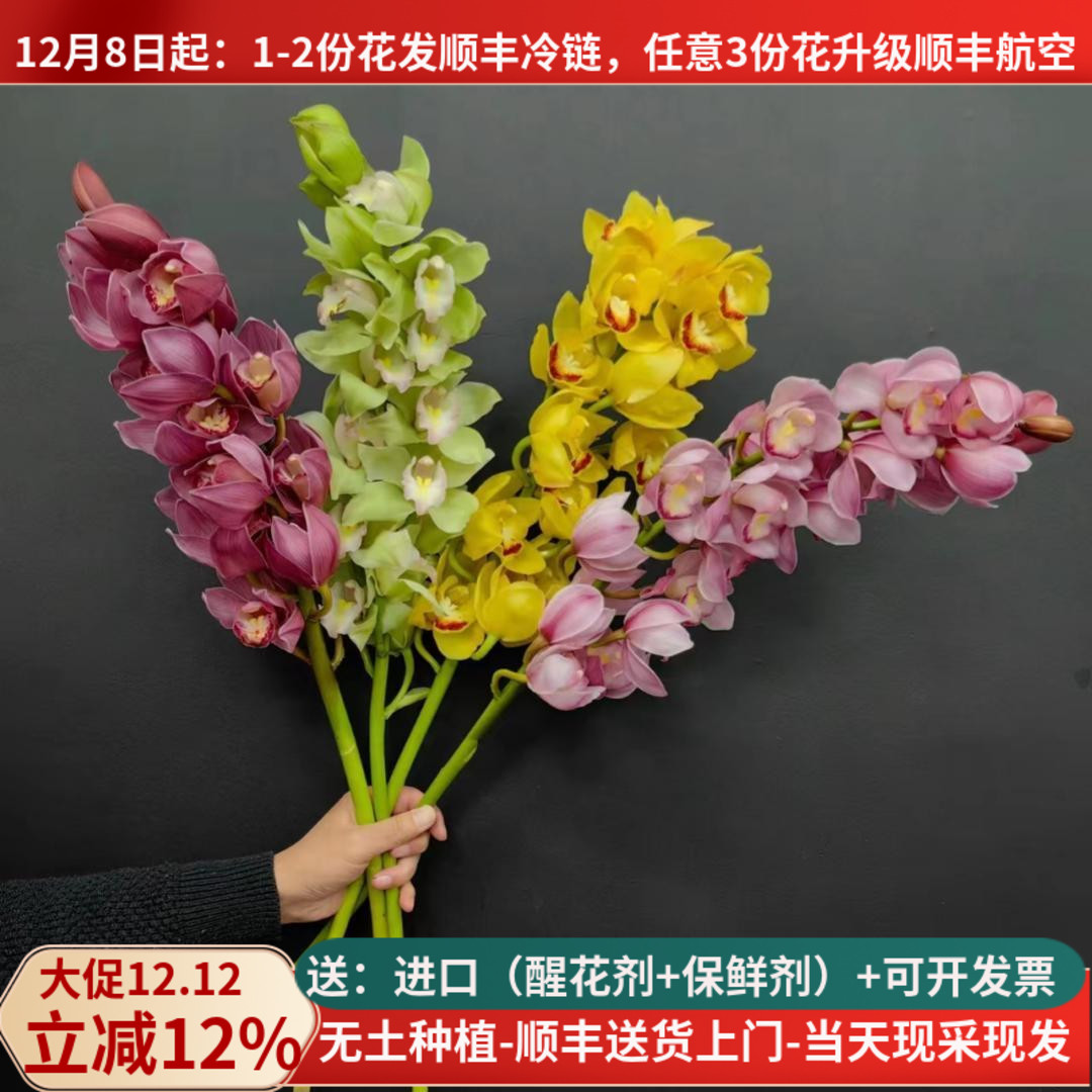 年宵花首选大花蕙兰鲜花【顺丰】