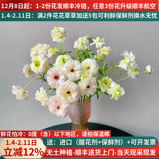 鲜切花珠光蝴蝶洋牡丹毛茛良云南昆明斗南鲜花基地直发水培插花束