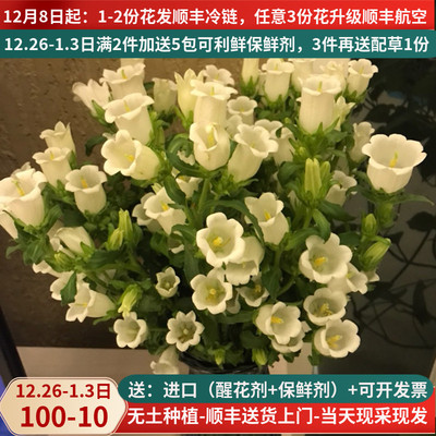 鲜花云南直发风铃草昆明斗南市场