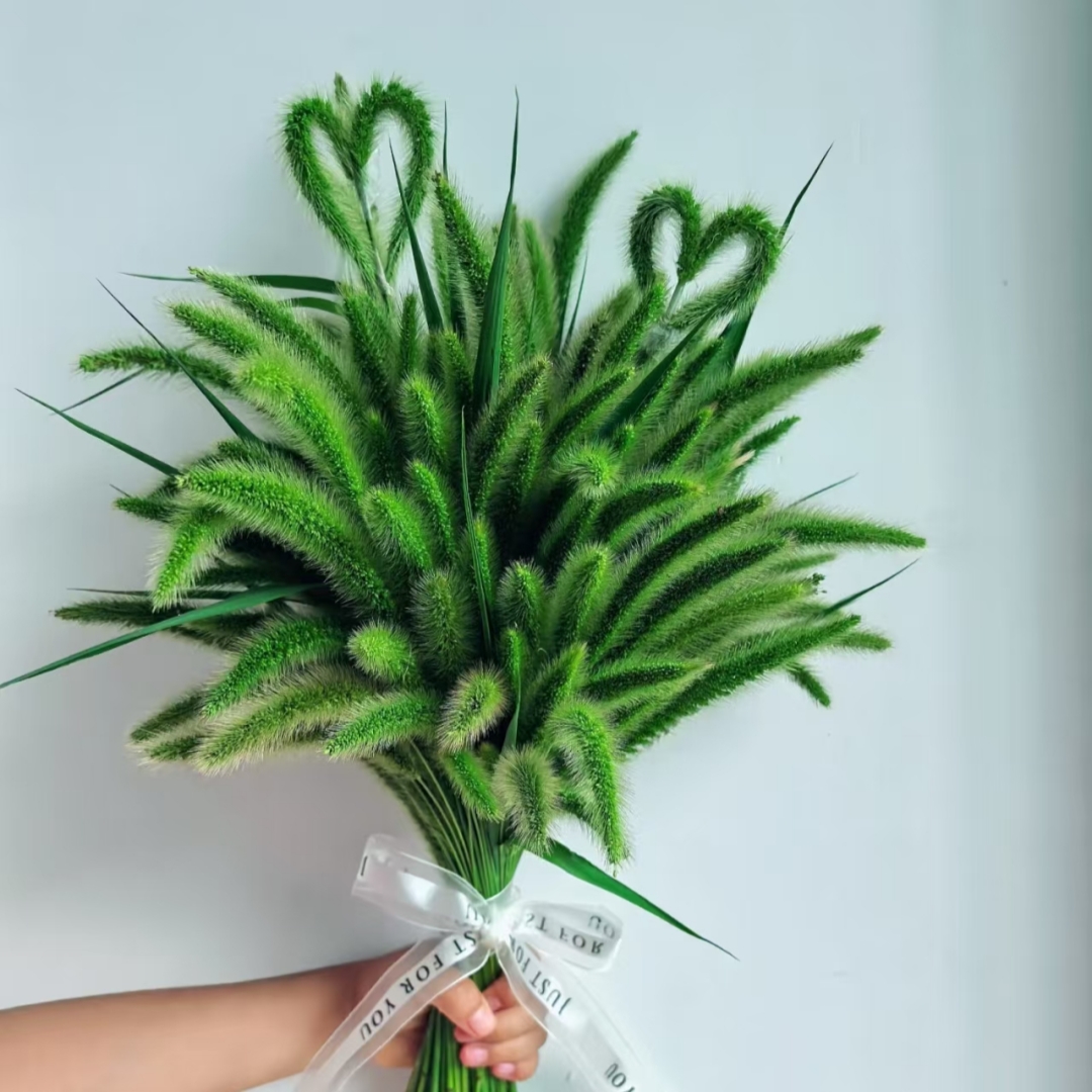 小众花狗尾狼尾狐尾巴草现摘现发