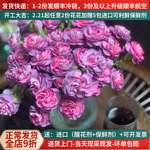 鲜切花多头康乃馨野马棒棒糖多丁云南斗南鲜花基地直发水养插花紫