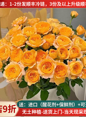 多头玫瑰橙色芭比巧克力鲜花云南直批家用花束基地直供泡泡蔷薇