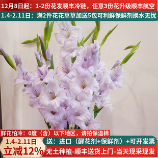 香芋紫剑兰鲜花云南昆明基地直批家用水养花束插花真花顺丰速递鲜
