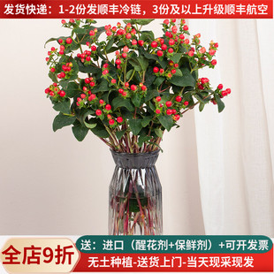 红豆花束红相思豆鲜花云南直发直批家用新年基地斗南花市花卉市场