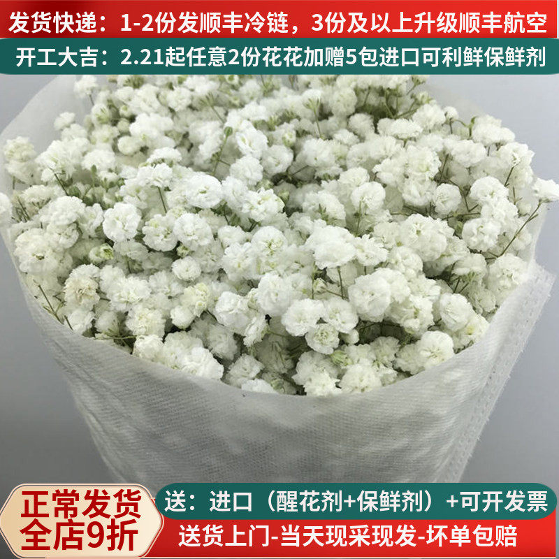 新鲜满天星鲜花教师节花束顺丰