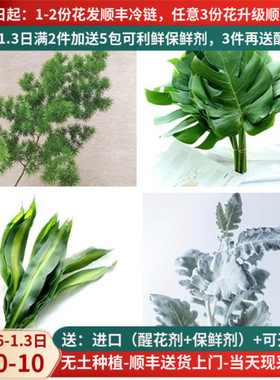 散尾葵天使叶巴西叶蓬莱松龟背叶栀子叶羊齿昆明斗南鲜花配草包邮