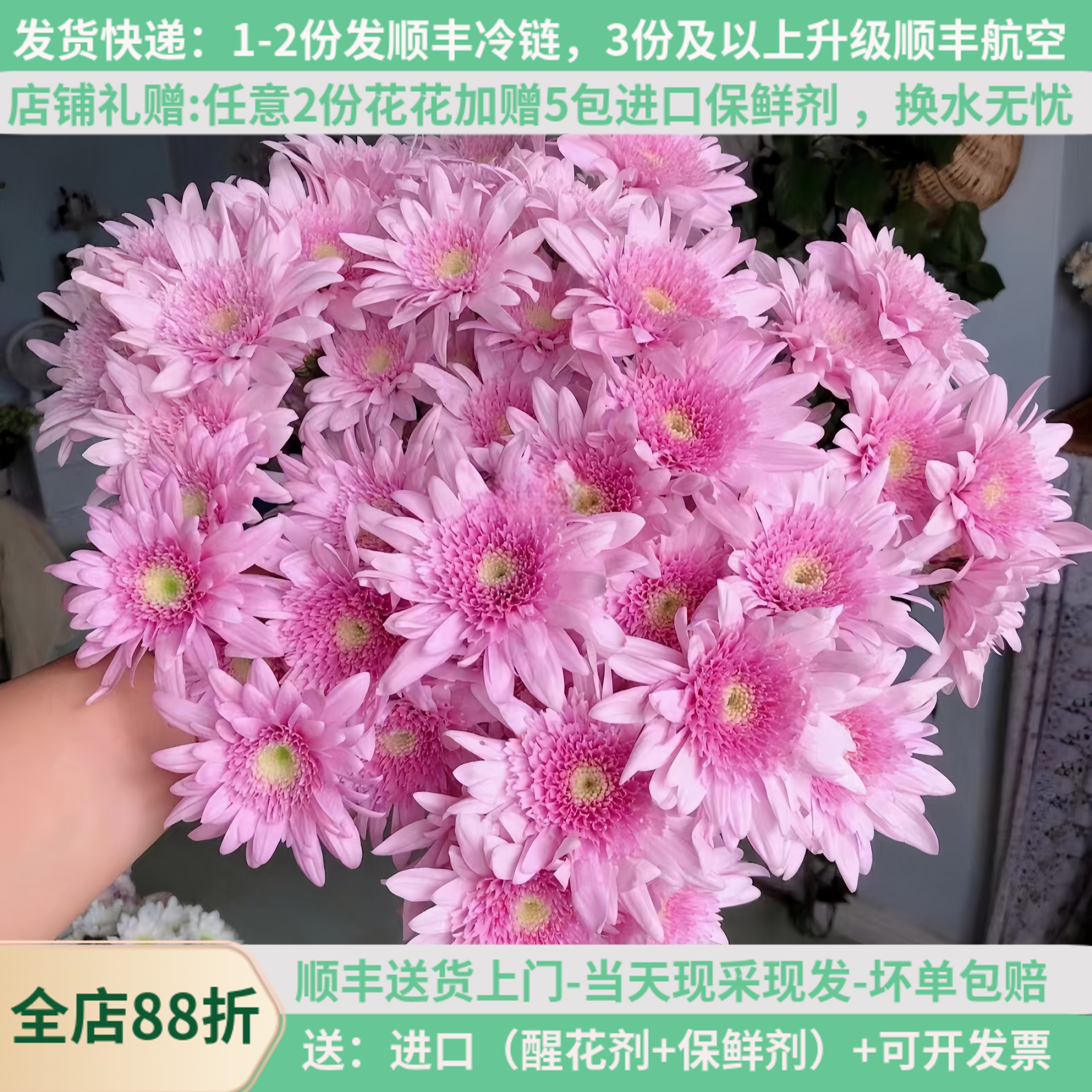 稀有新品小雏菊弥勒粉直发顺丰