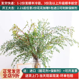 尤加利细叶苹果叶昆明斗南航空包邮鲜花家用花农基地直发水养插花