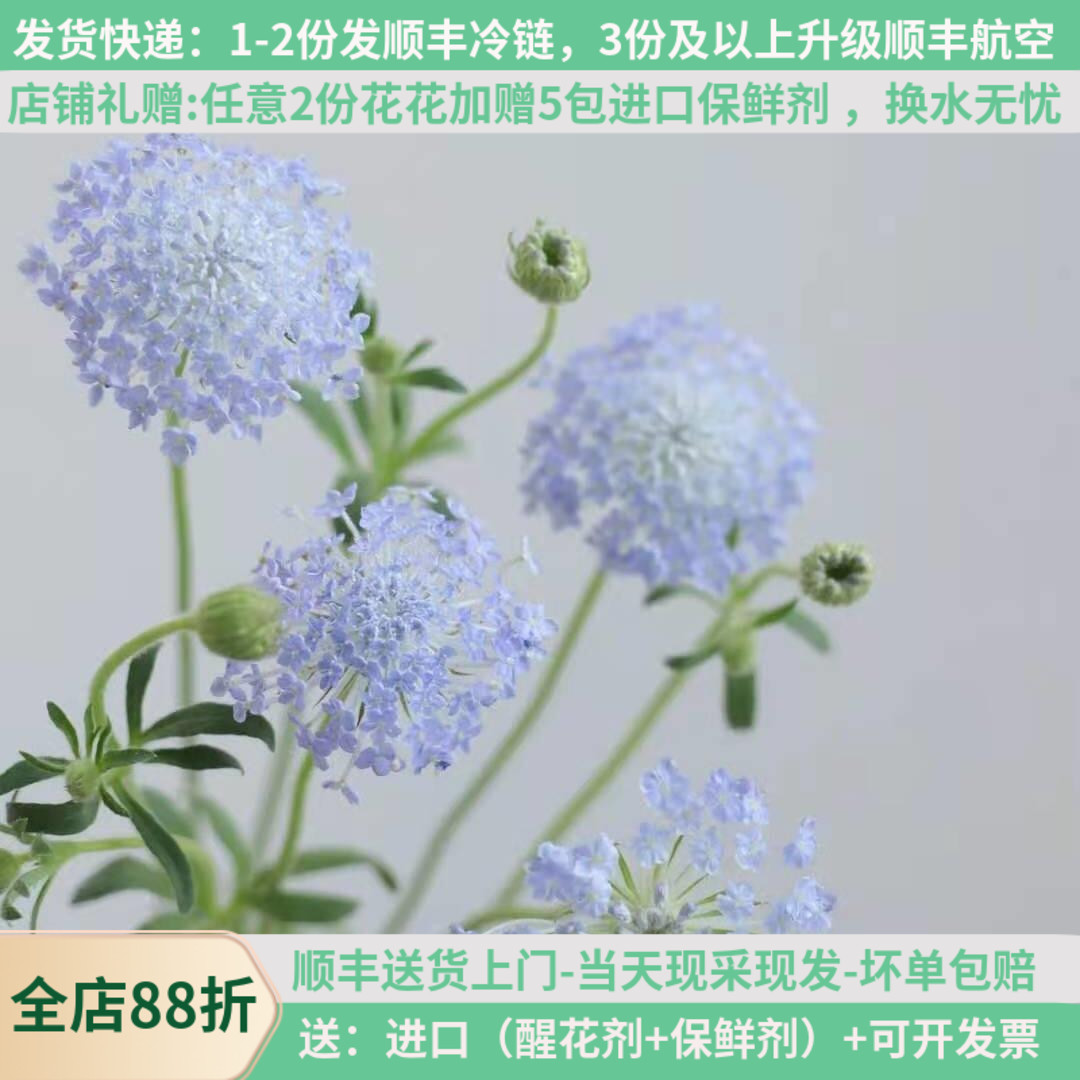 翠珠雨伞花鲜切花婚礼装饰航空