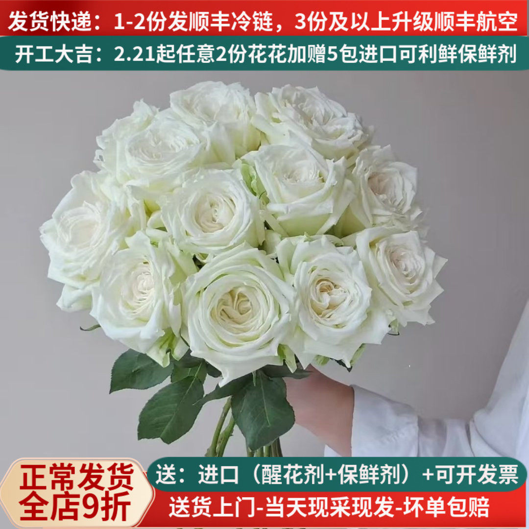 大花坦尼克白玫瑰有香味顺丰