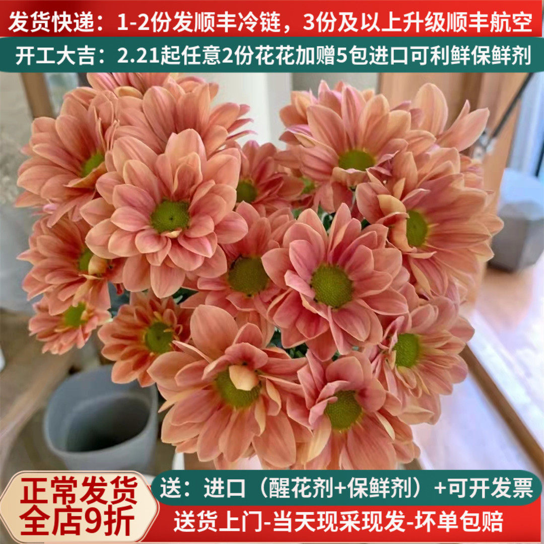 三文鱼小雏菊花期超长基地直发