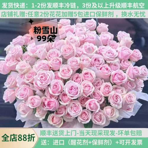 A级粉雪山玫瑰基地直发顺丰100支