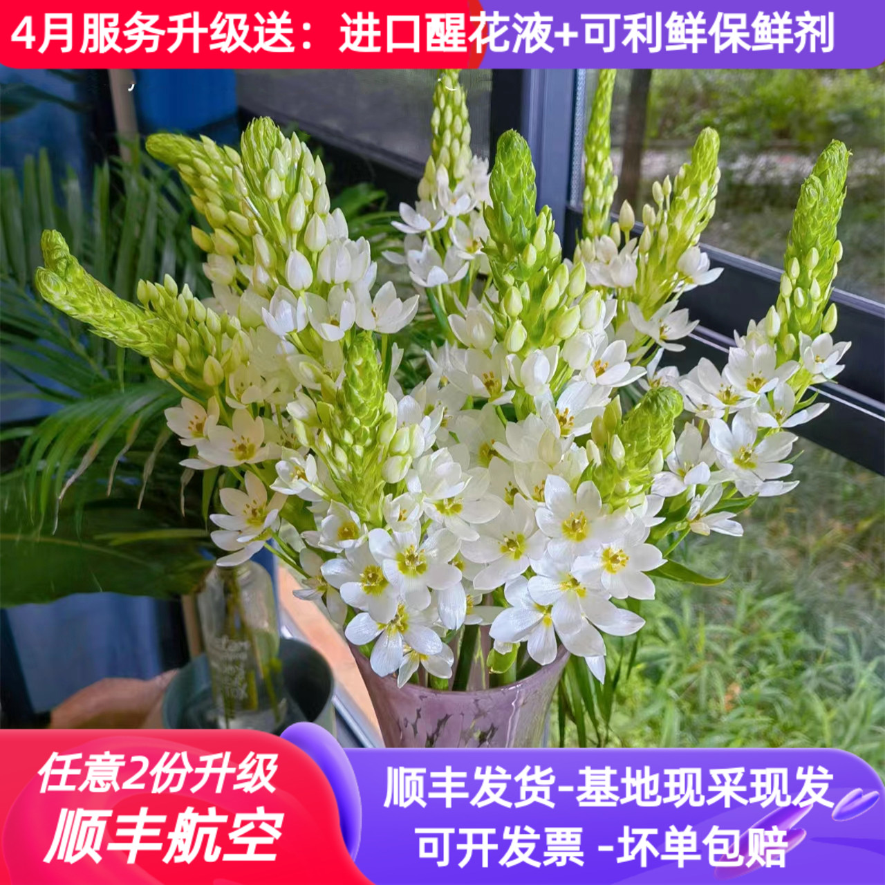 鲜切花圣心百合天鹅绒雀梅云南昆明基地直发顺丰室内水培花束