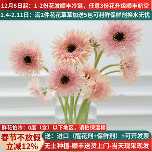 拉丝菊扶郎花弗朗花昆明斗南基地直发包邮航空家用水养鲜花网红花