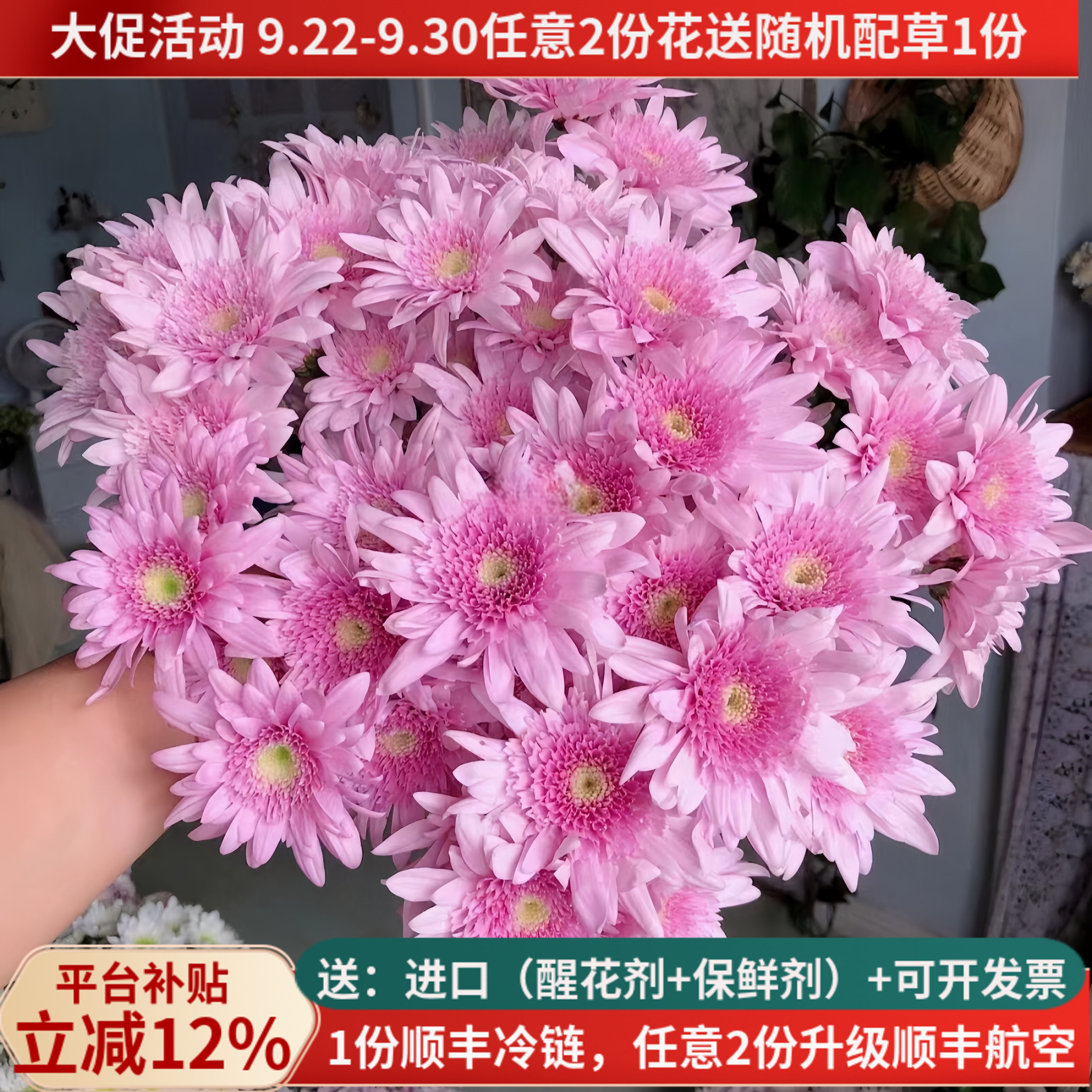 稀有新品小雏菊弥勒粉直发顺丰