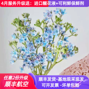 费 蓝星蓝心兰星花鲜切花母亲花束婚礼花艺昆明斗南基地直发航空 免邮