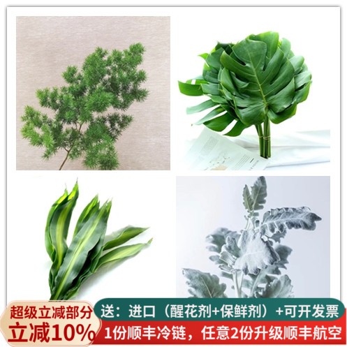 配叶天门冬春兰富贵鸟玉簪艾草