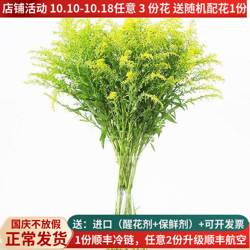 黄莺草鲜花云南直发直批家用基地直供昆明花卉市场婚庆配草