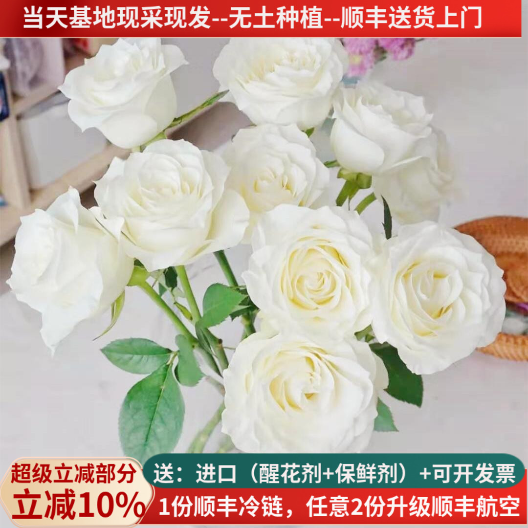 A级骄傲玫瑰白色玫瑰基地直发