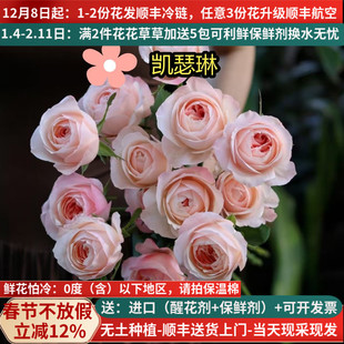 稀有A级玫瑰花洛神雪山高原红云南鲜花基地直发斗南市场插花真花