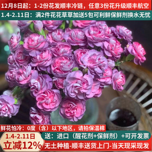 鲜切花多头康乃馨野马棒棒糖多丁云南斗南鲜花基地直发水养插花紫