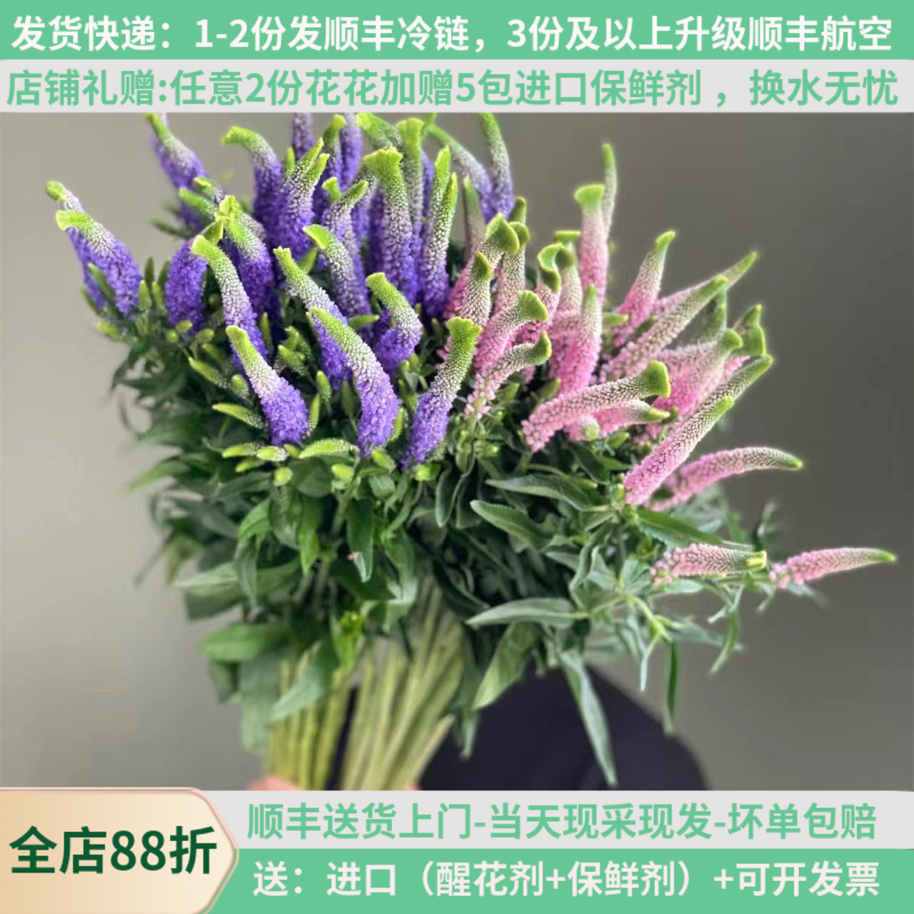 鼠尾草云南昆明基地直发配花首选