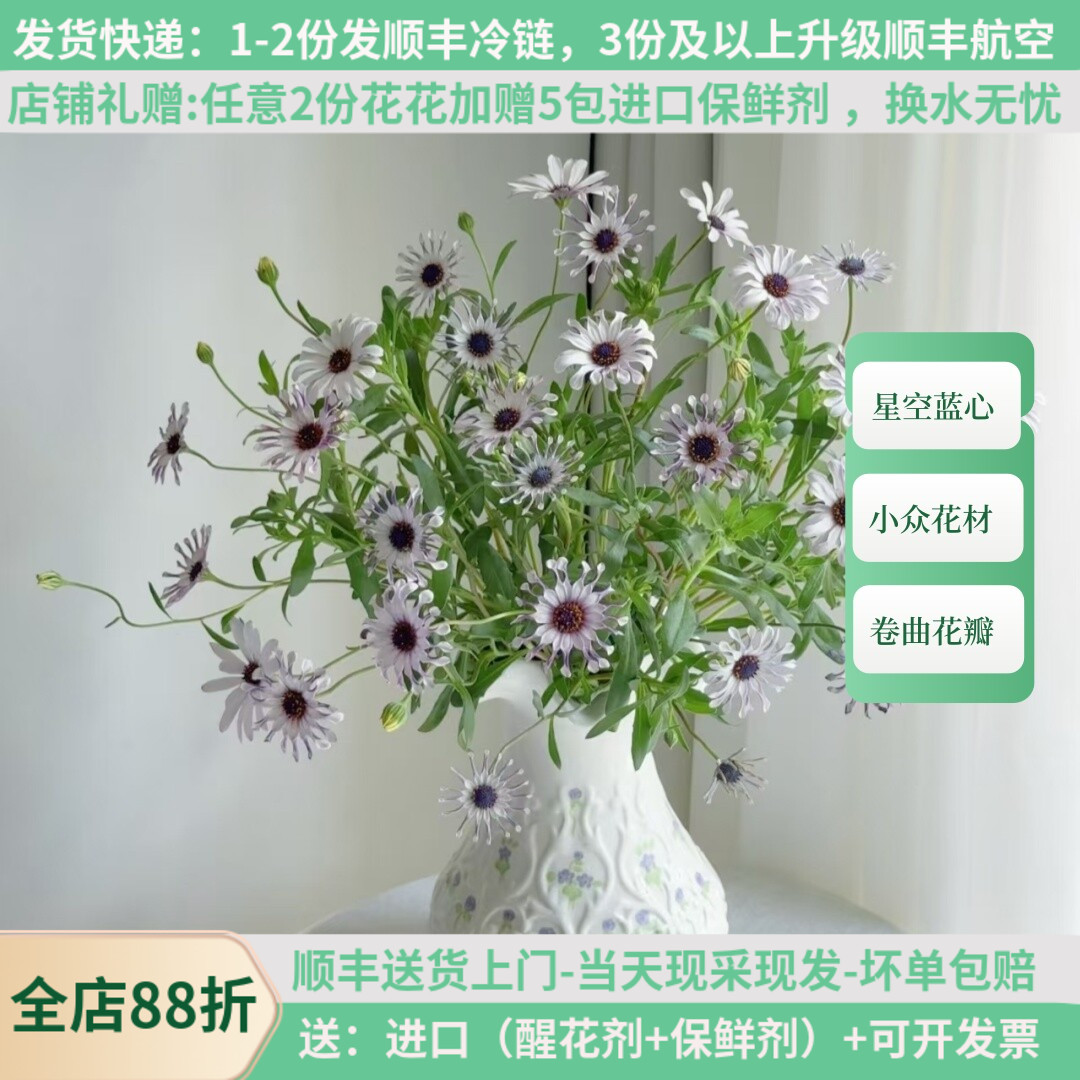 星空蓝目菊鲜切花斗南直发顺丰