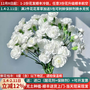 鲜切花多头康乃馨白色茉莉云南昆明斗南基地直发顺丰水培插花束