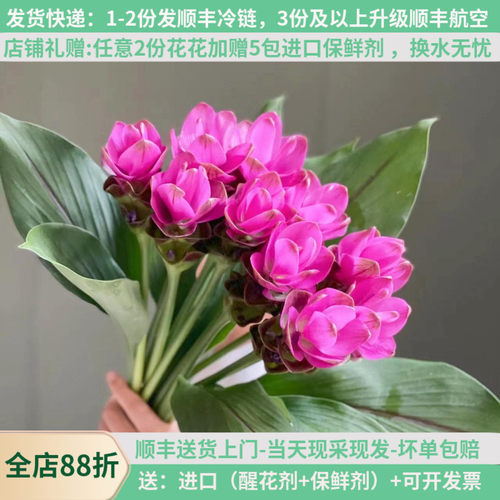 可爱时令姜荷花夏季顺丰新鲜禅意