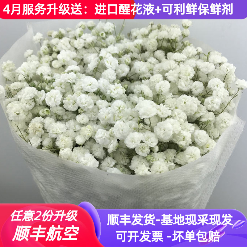 满天星花束大束白色超大大花束鲜花新鲜真花云南直发直批