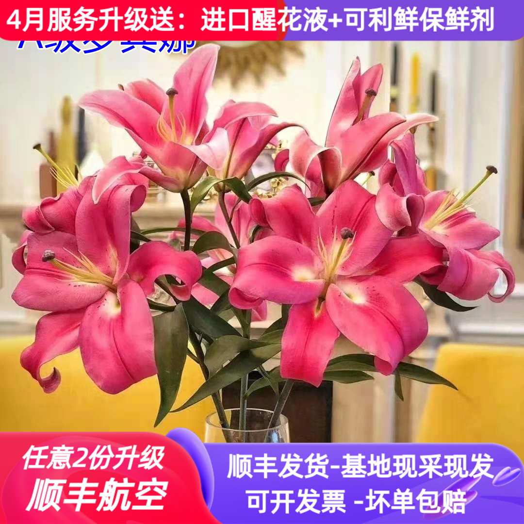 A级罗宾娜百合鲜花云南基地直发