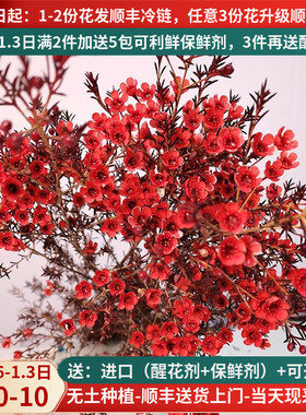 A级红色澳洲腊梅云南昆明斗南基地直发花卉花瓶插花束奥梅年宵花