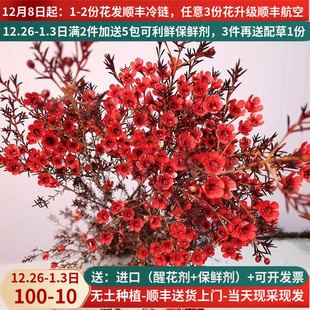 A级红色澳洲腊梅云南昆明斗南基地直发花卉花瓶插花束奥梅年宵花