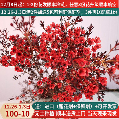 A级澳洲腊梅年宵花顺丰基地直发