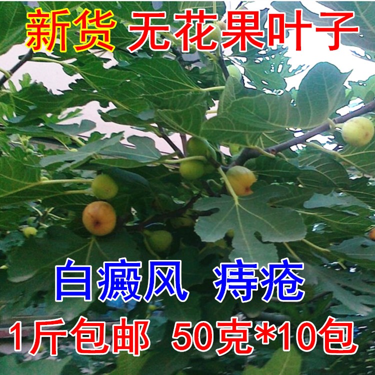 无花果叶子 药用新鲜包邮无花果树叶新鲜干货无花果叶子500g36.40元包邮