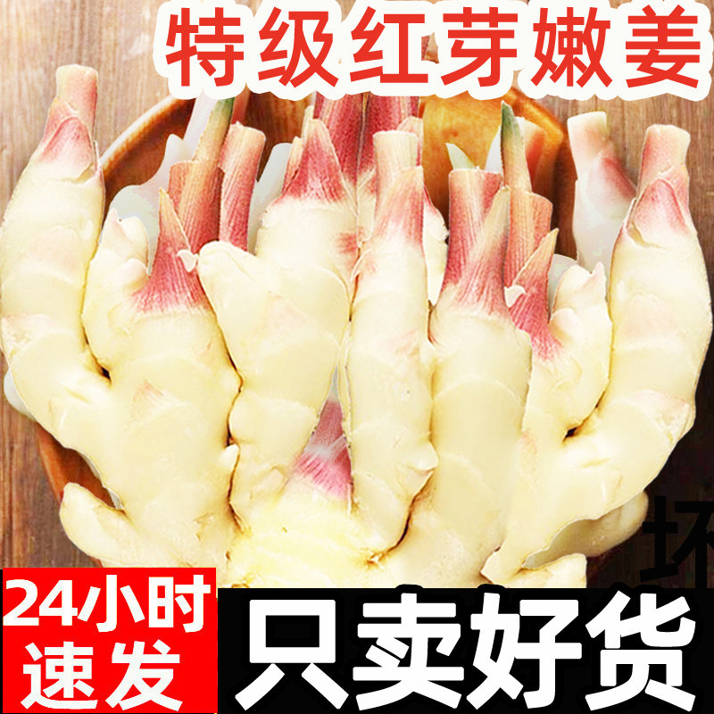 嫩姜新鲜红芽指头大仔姜现挖子姜山东红芽老生姜非云南小黄糖醋姜