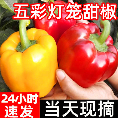 （只发红黄果）灯笼五彩甜椒包邮