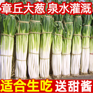 山东章丘大葱新鲜特级送甜酱铁杆大葱香辣脆甜葱非圆洋东北红葱头