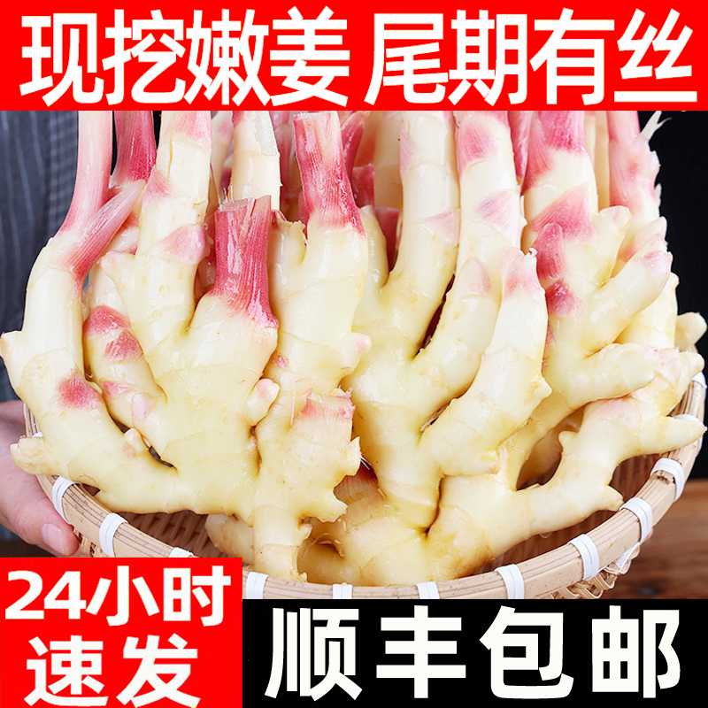现挖嫩姜嫩仔姜生姜脆嫩多汁