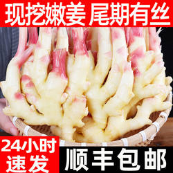 嫩姜新鲜大仔姜子姜山东红芽生姜非云南小黄糖醋老鲜姜指头姜