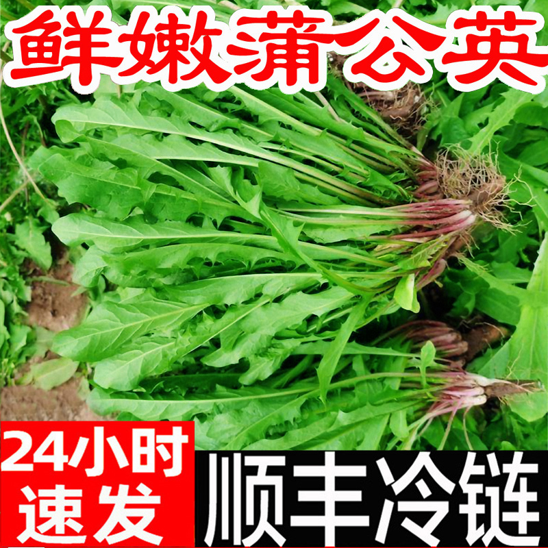 蒲公英新鲜5斤现挖山野菜苦菜婆婆丁花带根东北蘸酱菜嫩叶草-封面